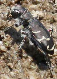 Oblique-lined Tiger Beetle